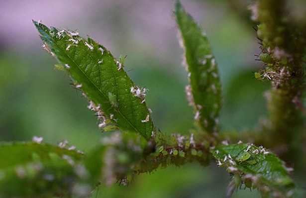 盆栽に発生する病害虫とは？健康な盆栽を育てるために、種類と傾向を把握しておきましょう。