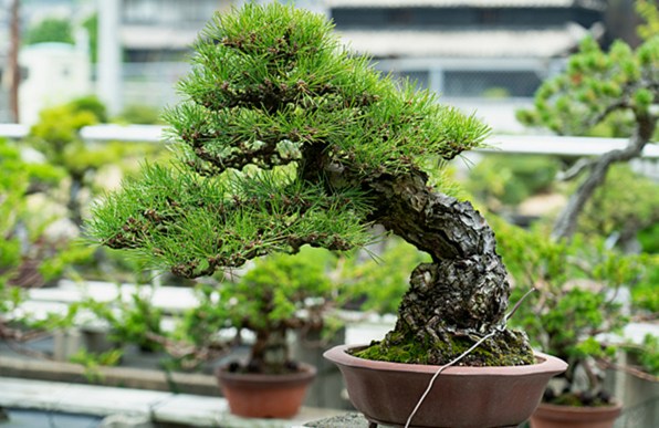 盆栽とは？初めて興味を持った方が知っておきたい基礎知識
