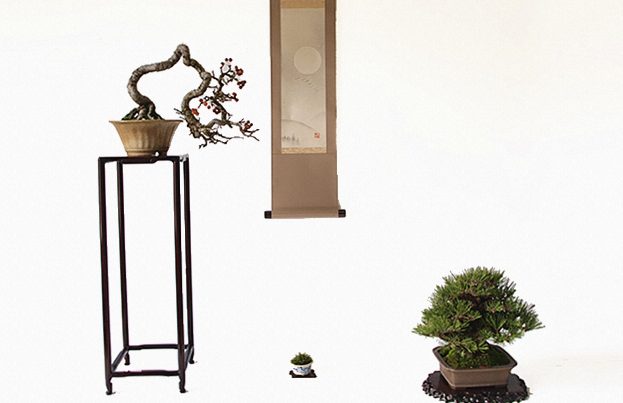 盆栽鑑賞がもっと楽しくなる！知っておきたい5つのポイント