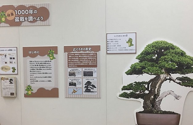 千年の盆栽