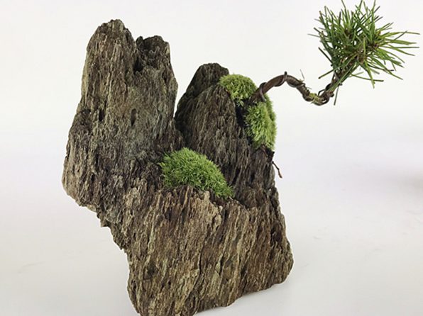 切り立つ岩山の黒松