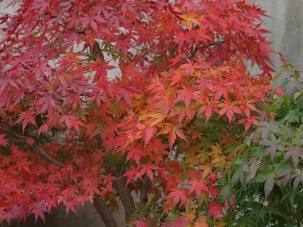 11月の盆栽管理
