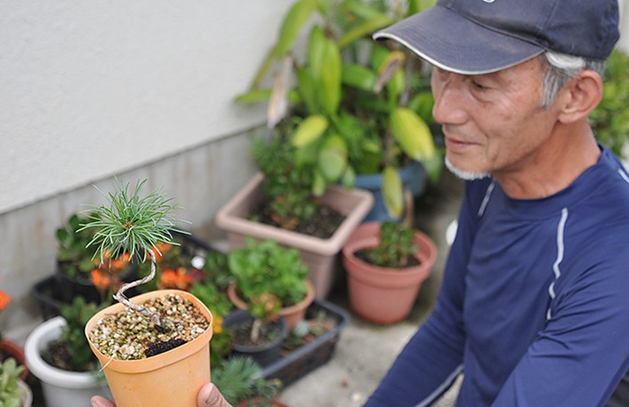 五葉松の実生苗