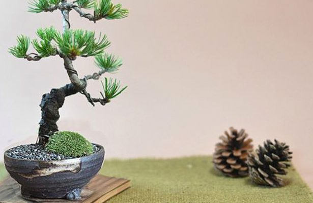 洋室での盆栽の飾り方