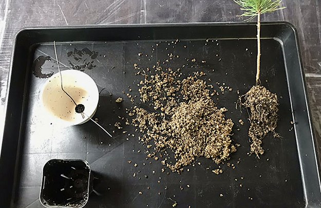 盆栽の植え替え
