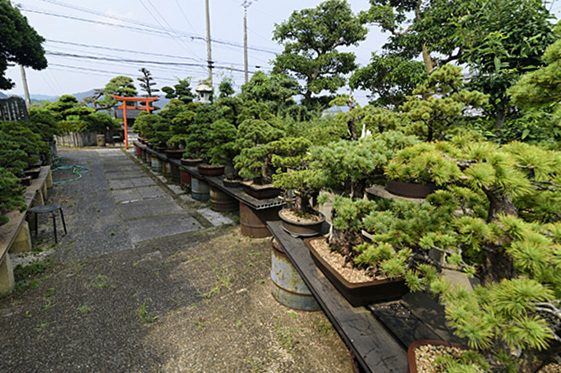 讃岐五葉松の生産者