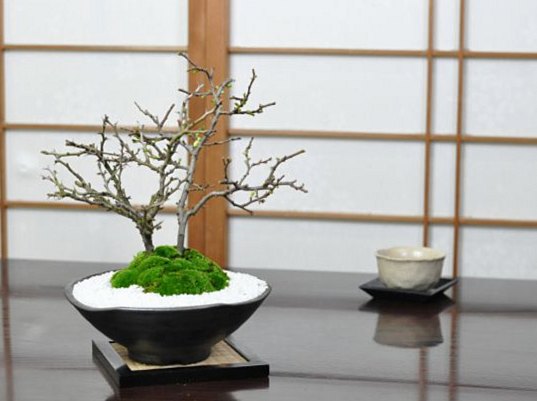 12月の盆栽管理