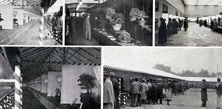 昭和期の盆栽展示会