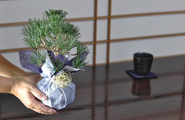 盆栽のプレゼント