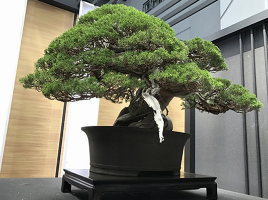 国際盆栽フェスティバル