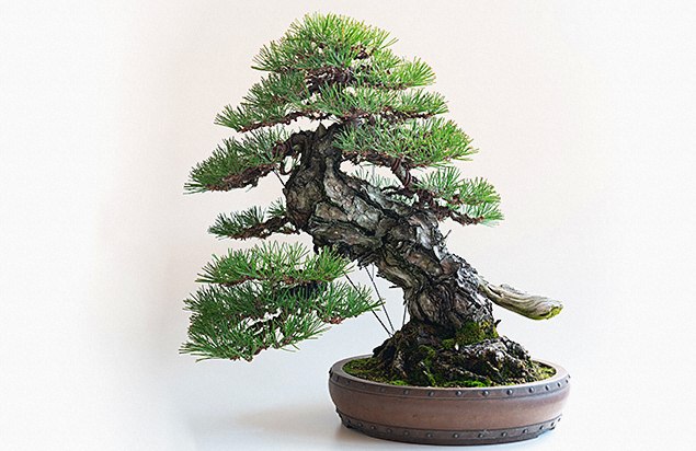 盆栽