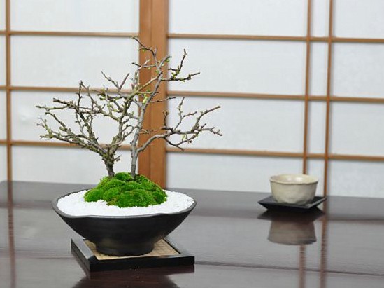 12月の盆栽管理