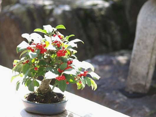 10月の盆栽管理
