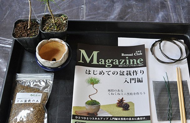 盆栽づくりキットで初めての盆栽体験レポート