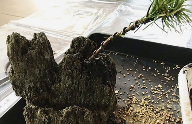 黒松の苗木に針金をかける