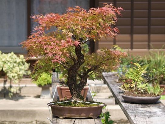 10月の盆栽管理
