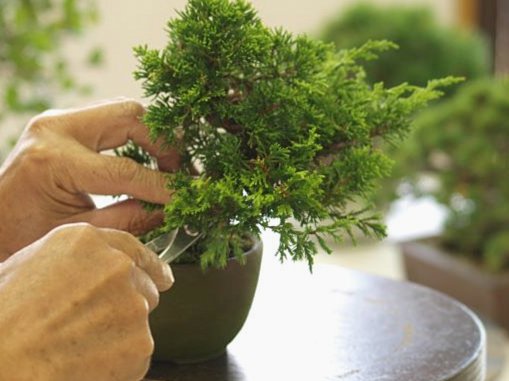 6月の盆栽管理