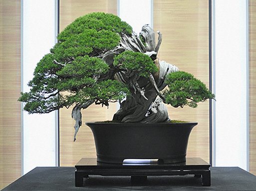 国際盆栽フェスティバル