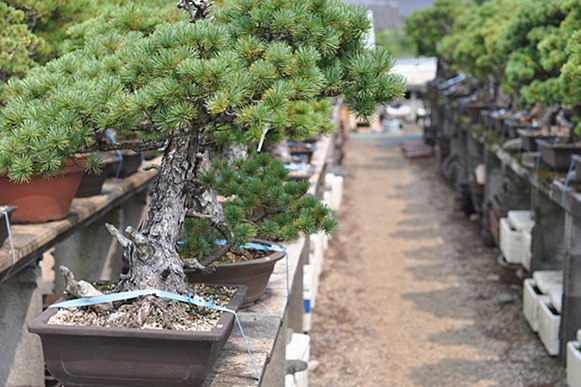 緑古園 盆栽