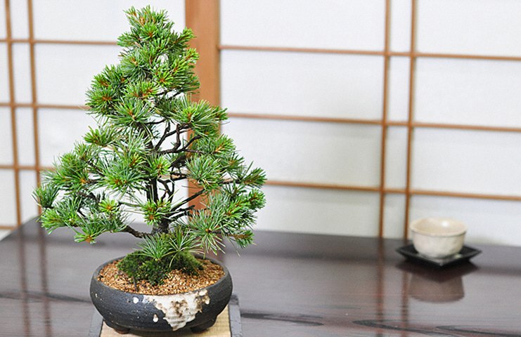 赤石五葉松