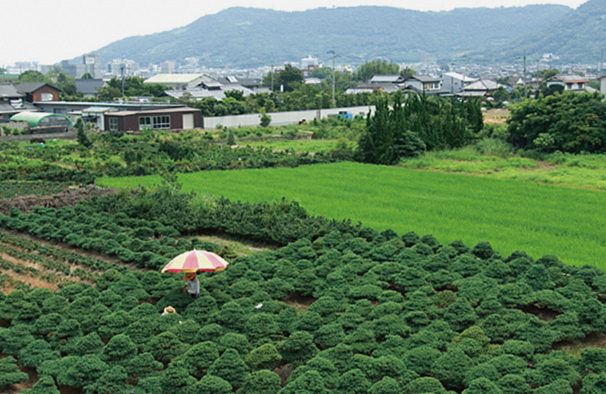 高松盆栽の歴史