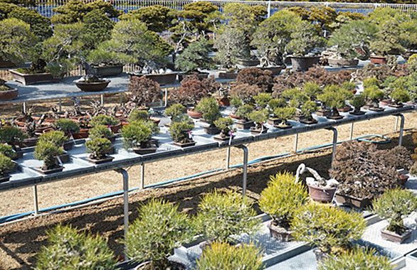 小さく作り、大きく見せる 盆栽マジシャン みどり盆栽