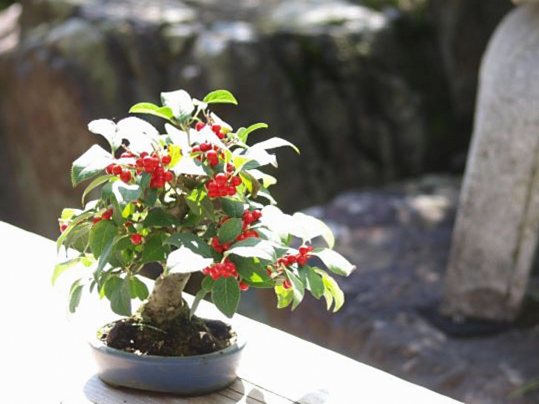 10月の盆栽管理