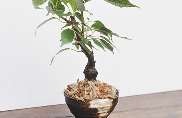 水苔を置いた盆栽