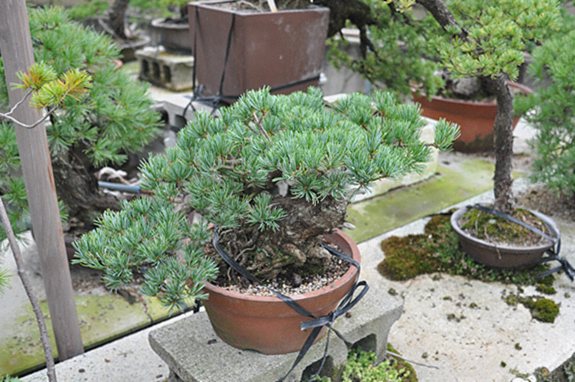 近藤園 近藤勝也