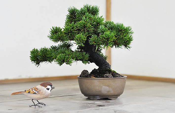 那須五葉